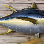 Fresh Yellowfin Tuna on a wooden board