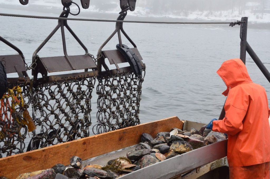 Day Boats Fishing for Scallops Channel Fish Processing