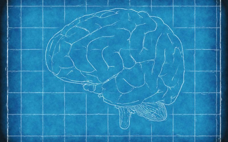 brain